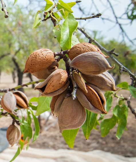 Almond