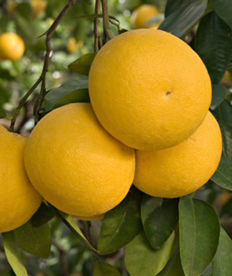 Grapefruit
