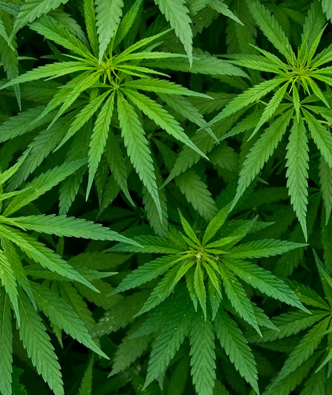 Hemp Fotolia_46939324_L