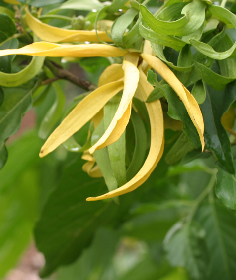 Ylang